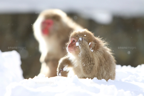 雪上の二匹の小猿の写真素材 [FYI03170825] | ストックフォトの Qlean
