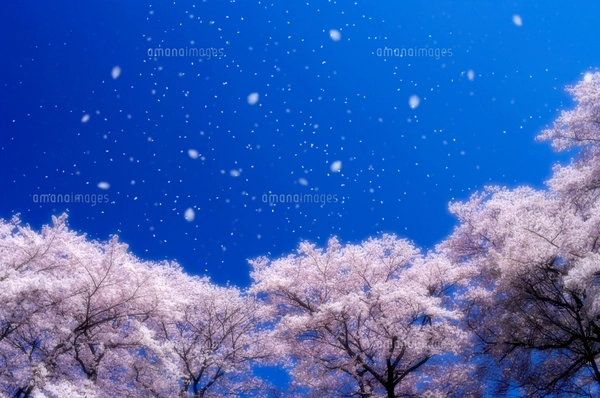 桜吹雪の写真素材 [FYI03171329] | ストックフォトの Qlean Market