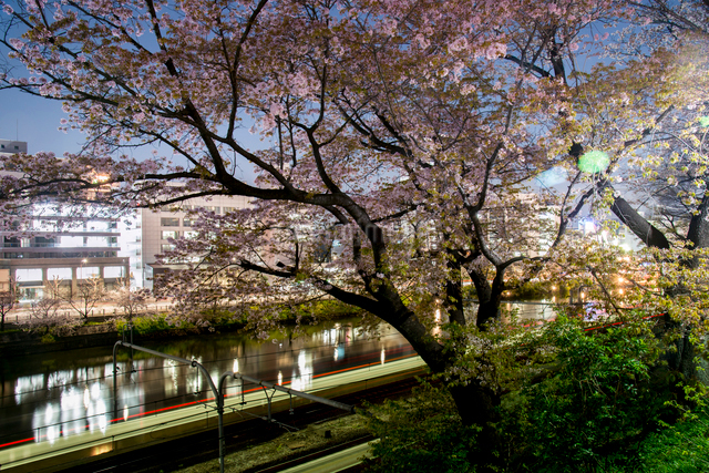 外濠公園の夜桜と中央線の写真素材 [FYI03185474] | ストックフォトの Qlean Market