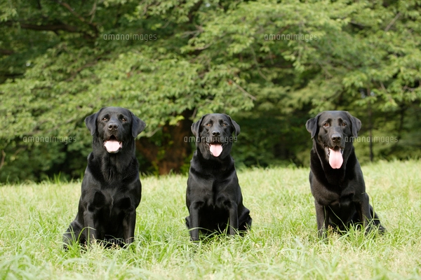 公園にいる3匹のラブラドールレトリーバーの写真素材 [FYI03361559