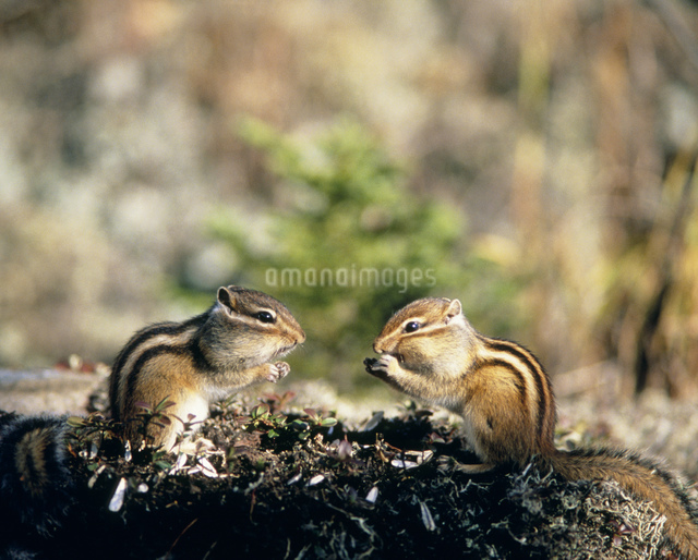 2匹のシマリスの写真素材 [FYI03246654] | ストックフォトの Qlean