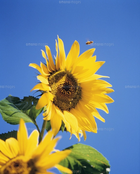 ひまわりと蜂 ひまわりと蜂 写真素材 [3296139] - フォトライブラリー