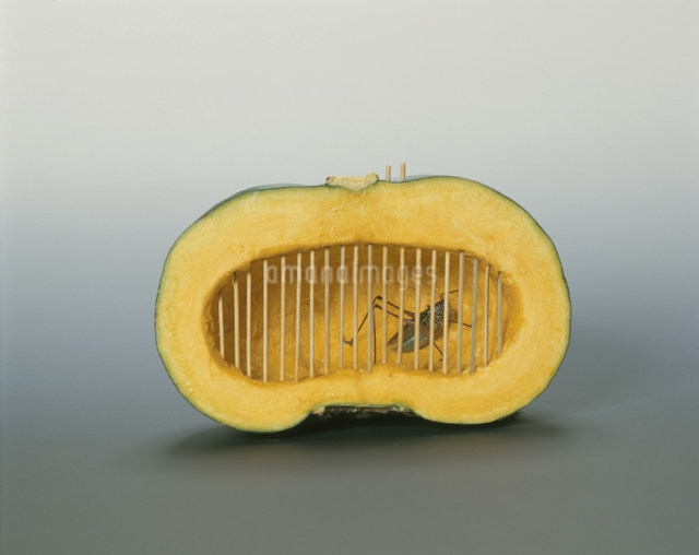 南瓜の虫篭の写真素材 [FYI03249028] | ストックフォトの Qlean Market