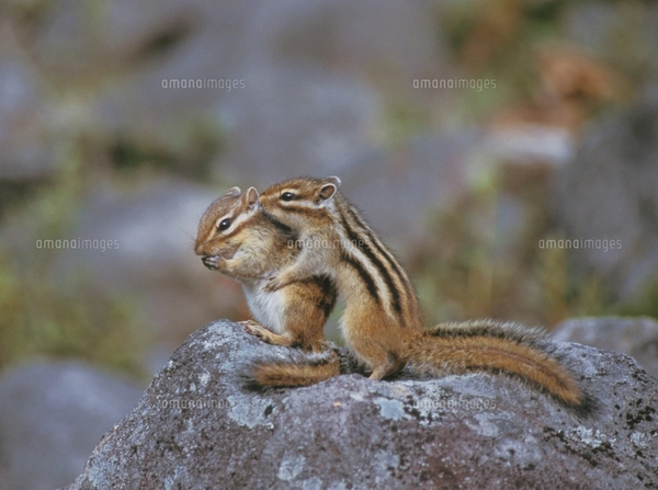 シマリスの写真素材 [FYI03271286] | ストックフォトの Qlean Market