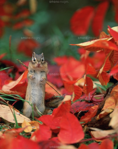 シマリスの写真素材 [FYI03271286] | ストックフォトの Qlean Market