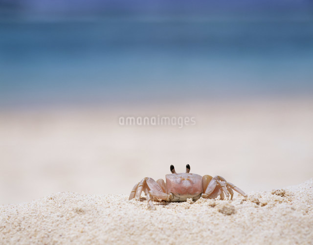 海を見るカニの写真素材 [FYI03274883] | ストックフォトの Qlean