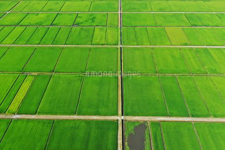 新潟県の田園風景の空撮の写真素材 [FYI03396839] | ストックフォトの