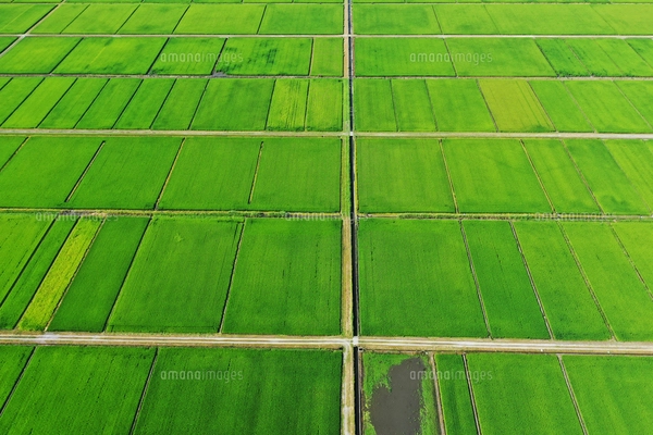 新潟県の田園風景の空撮の写真素材 [FYI03396840] | ストックフォトの