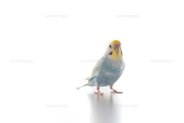 セキセイインコ リラックスの写真素材 [FYI03420224] | ストックフォト