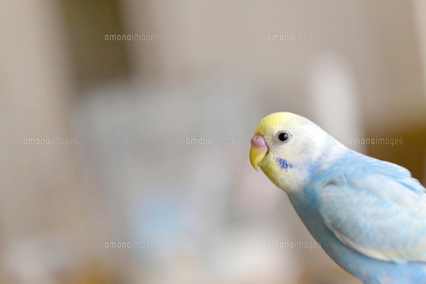 セキセイインコ リラックスの写真素材 [FYI03420224] | ストックフォト