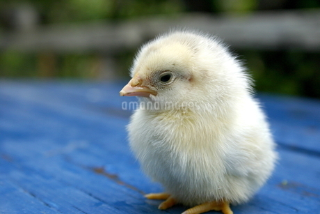 ひよこ ひよこのぴすけコレクション ／ あさひら ちひろ | Arquet