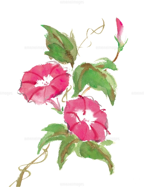 水彩 朝顔 あさがお 花のイラスト素材 [FYI03441325] | ストックフォト