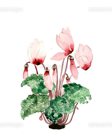 水彩 シクラメン 花のイラスト素材 [FYI03441332] | ストックフォトの