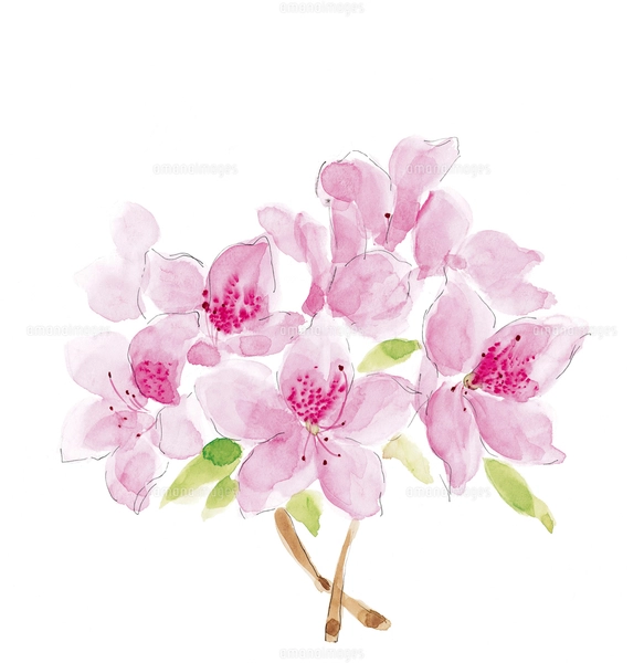 水彩 躑躅 ツツジ 花のイラスト素材 [FYI03441336] | ストックフォトの