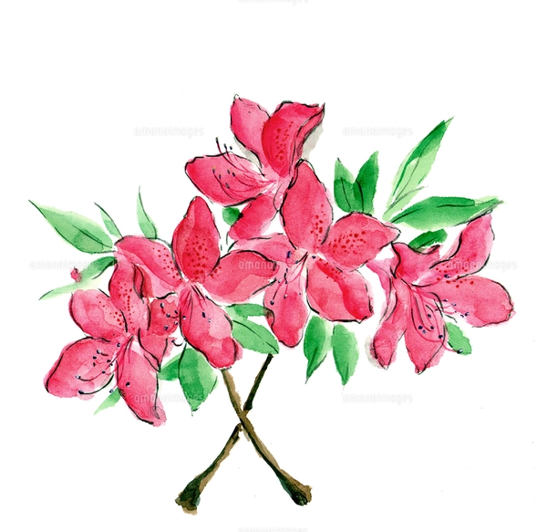 水彩 躑躅 ツツジ 花 cのイラスト素材 [FYI03441335] | ストックフォト