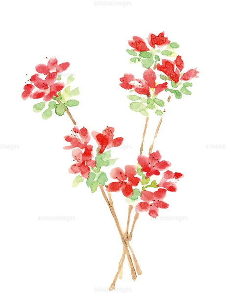 水彩 躑躅 ツツジ 花のイラスト素材 [FYI03441336] | ストックフォトの