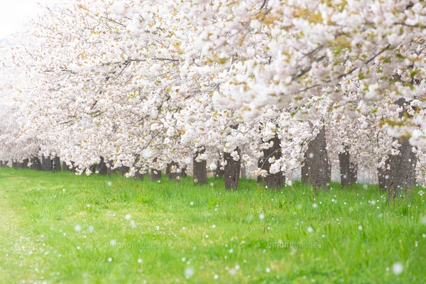 桜の花びら舞う桜並木の写真素材 [FYI03753152] | ストックフォトの