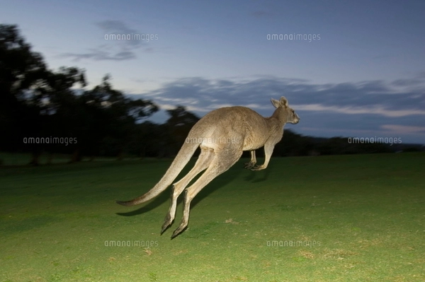 かわいいカンガルーの後ろ姿（シンガポール）の写真素材 [FYI04531836