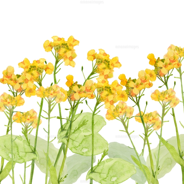 菜の花水彩画のイラスト素材 [FYI03821817] | ストックフォトの Qlean