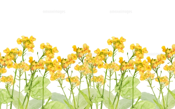 水彩画 花と野菜の静物 夏野菜 | 塩田由起子の『水彩毎日』
