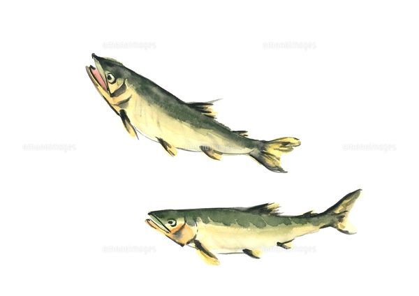 鮎 淡水魚 川魚 油絵 油彩 肉筆 「Masako」サイン有り 鮎 淡水魚 川魚 油絵 油彩 肉筆 「Masako」サイン有り 127th KOGIRE