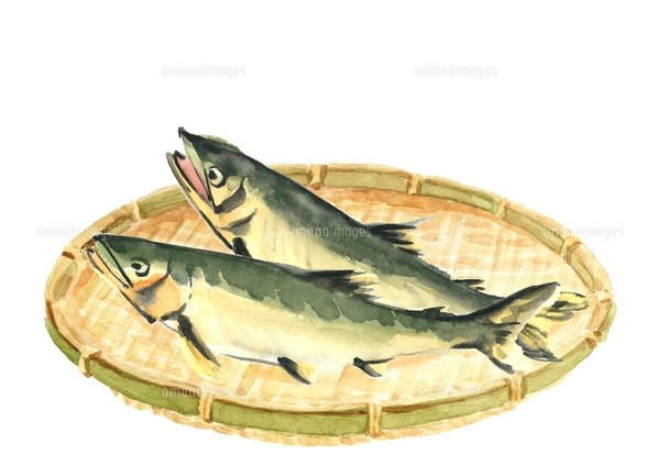 鮎 水彩 アユ 魚 ザル 水墨画風 モノトーンのイラスト素材