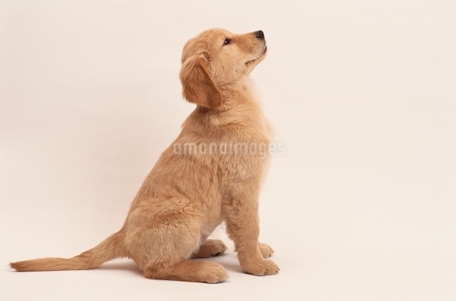 見上げるゴールデンレトリバーの写真素材 [FYI03850166] | ストック