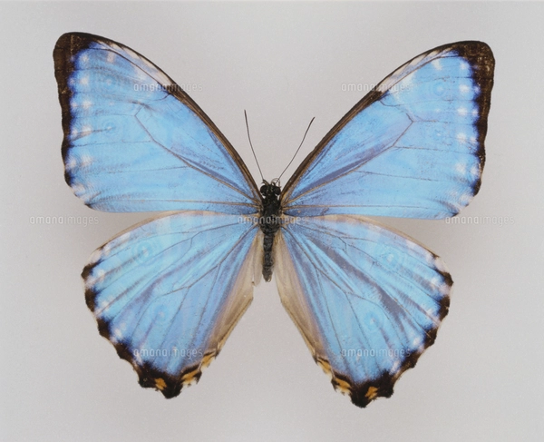 ヘレナモルフォ（ペルー産、オス） ヘレナモルフォ♀が届きました。 | World beetle museum & Astro