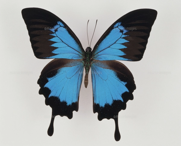 オオルリアゲハ インドネシア産の写真素材 [FYI03956772] | ストック