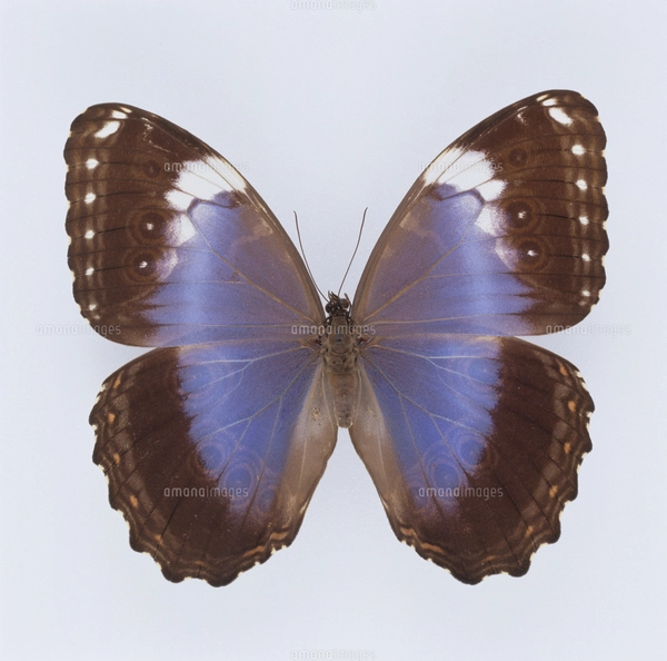 蝶（ヘレナモルフォ） ペルーの写真素材 [FYI03858399