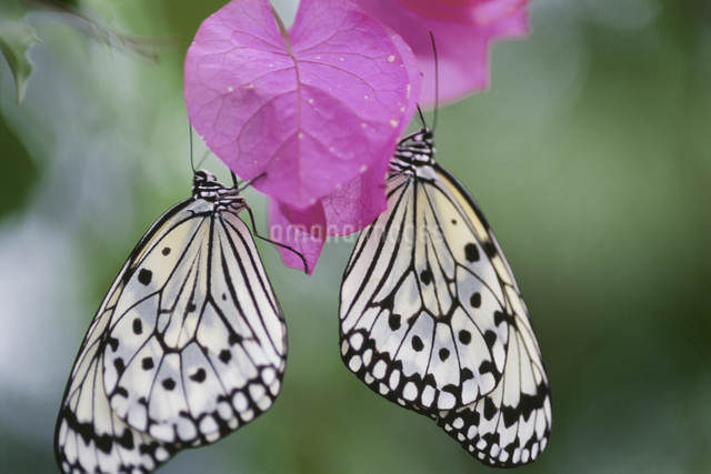 花にとまっている蝶2羽の写真素材 [FYI03868109] | ストックフォトの