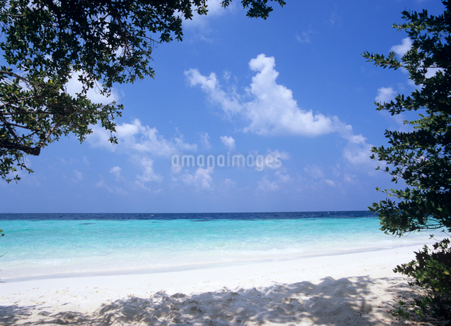 樹の間から見た海と雲 モルディブの写真素材 [FYI03883919] | ストック