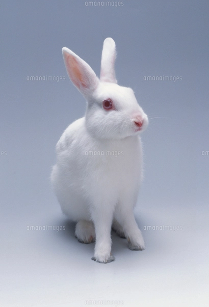 ウサギ(ジャパニーズホワイト)の写真素材 [FYI04078860] | ストック