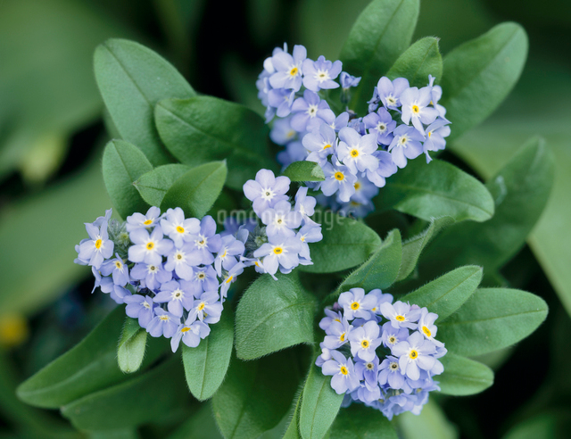 わすれな草の写真素材 [FYI03924391] | ストックフォトの Qlean Market