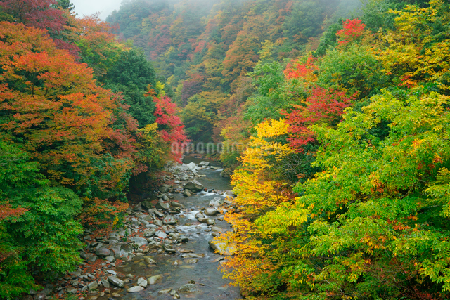 紅葉・坂内川,深瀬橋より上流,の写真素材 [FYI03931065] ストックフォトの Qlean Market（キュリンマーケット）