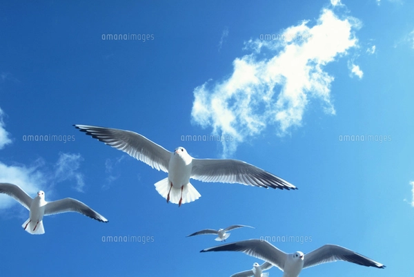 空を飛ぶ鳥の写真素材 [FYI03925644] | ストックフォトの Qlean Market