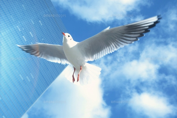 空を飛ぶ鳥の写真素材 [FYI03925644] | ストックフォトの Qlean Market