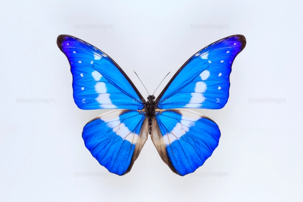 ヘレナモルフォ（ペルー産、オス） 蝶（ヘレナモルフォ） ペルーの写真素材 [FYI03858399