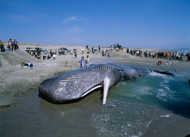 鯨を釣り上げた 打ち上げられた鯨(くじら)2025 07 31 千葉県館山市