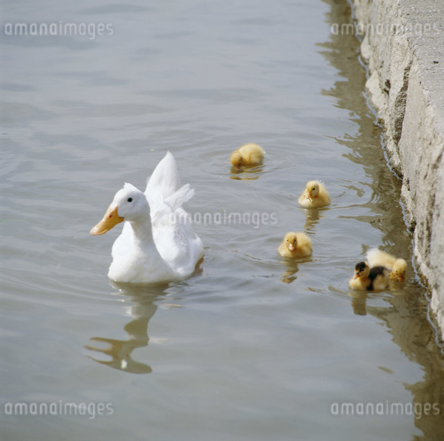 アヒルの親子の写真素材 [FYI03999263] | ストックフォトの Qlean