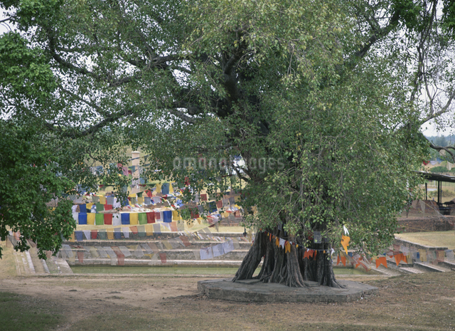 菩提樹の中の祭壇 ルンビニ2月 ネパールの写真素材 [FYI04000312