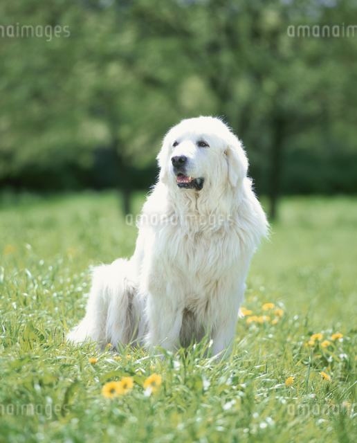 グレート・ピレニーズの写真素材 [FYI04017497] | ストックフォトの