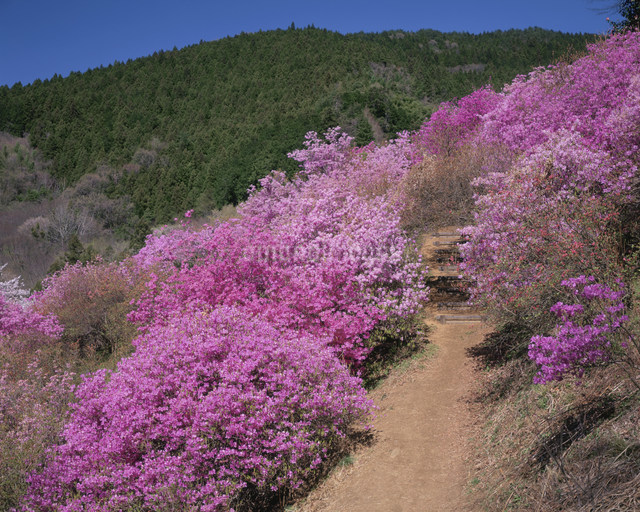 岩根山つつじ園のミツバツツジの写真素材 [FYI04033285] | ストック