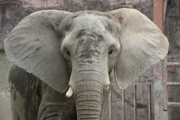 アフリカゾウの鼻のプラスティネーション標本 No.2 即納☆ アフリカゾウの鼻のプラスティネーション標本 (Plastination