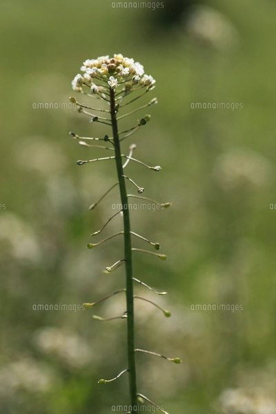 ナズナの花 別名：ぺんぺん草の写真素材 [FYI04044373] | ストック