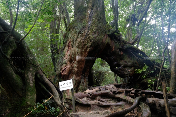 ヤクスギ（屋久杉）の切株更新の写真素材 [FYI04047049] | ストック