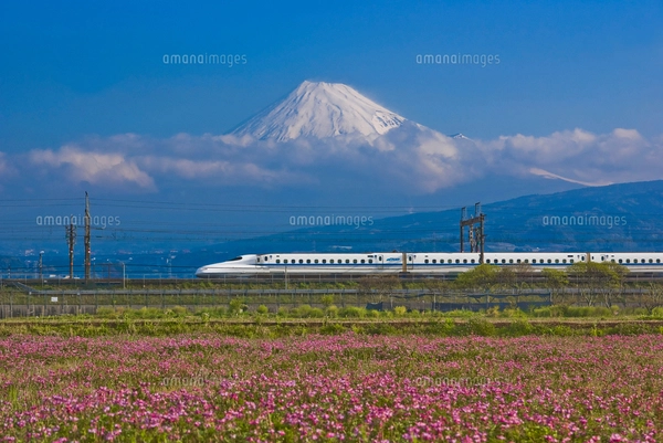 東海道・山陽新幹線700系と富士山と菜の花の写真素材 [FYI03841027