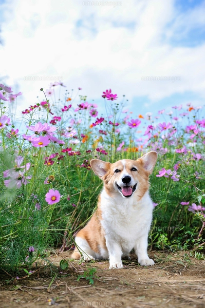 コスモスコーギー コスモス畑の中の笑顔のコーギー犬の写真素材 [FYI03871804