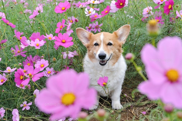 コスモス畑の中の笑顔のコーギー犬の写真素材 [FYI04059808