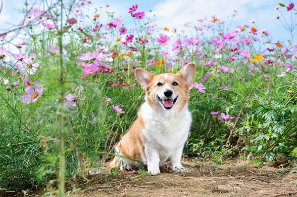 コスモスコーギー コスモス畑の中の笑顔のコーギー犬の写真素材 [FYI03871804